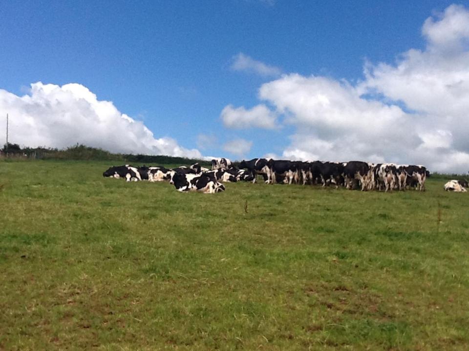North Hollacombe Farm Crediton Bagian luar foto